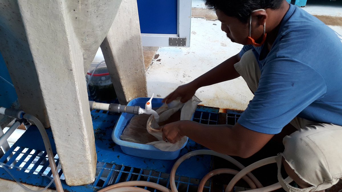 bpblbatam's tweet photo. #TetapSemangatBudidayaHebat #LawanCovid_19 
Panen Artemia  diunit pembenihan ikan hias, 19/5/20 @Edhy_Prabowo @s_soebjakto @BudidayaKKP @kkpgoid @tohatusihadi @Adeharwono1 https://t.co/Qz35OJTgnW