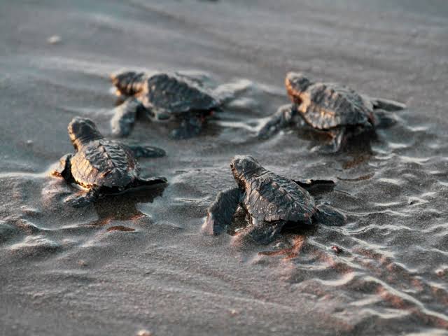 Ползут 3 черепахи. Морская черепаха и Черепашата. Маленькие Черепашата. Детеныши морских черепах. Стая черепах.