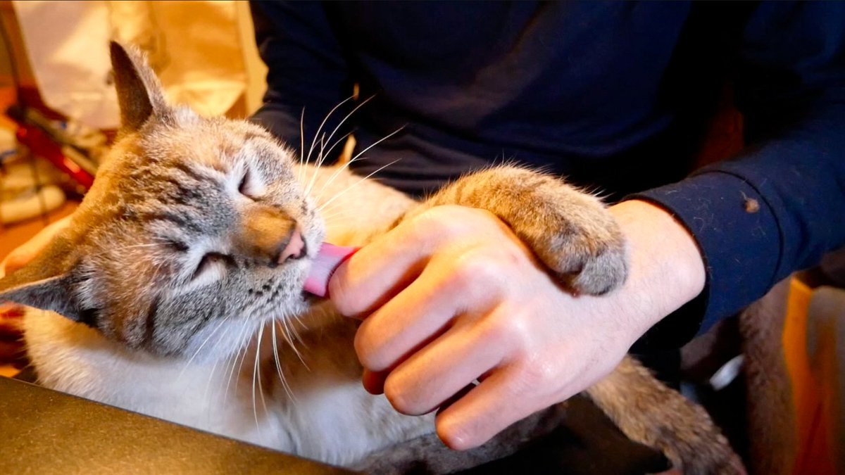 猫のデュフィとルノ 舐め過ぎでは 猫 猫のいる暮らし 猫のいる幸せ