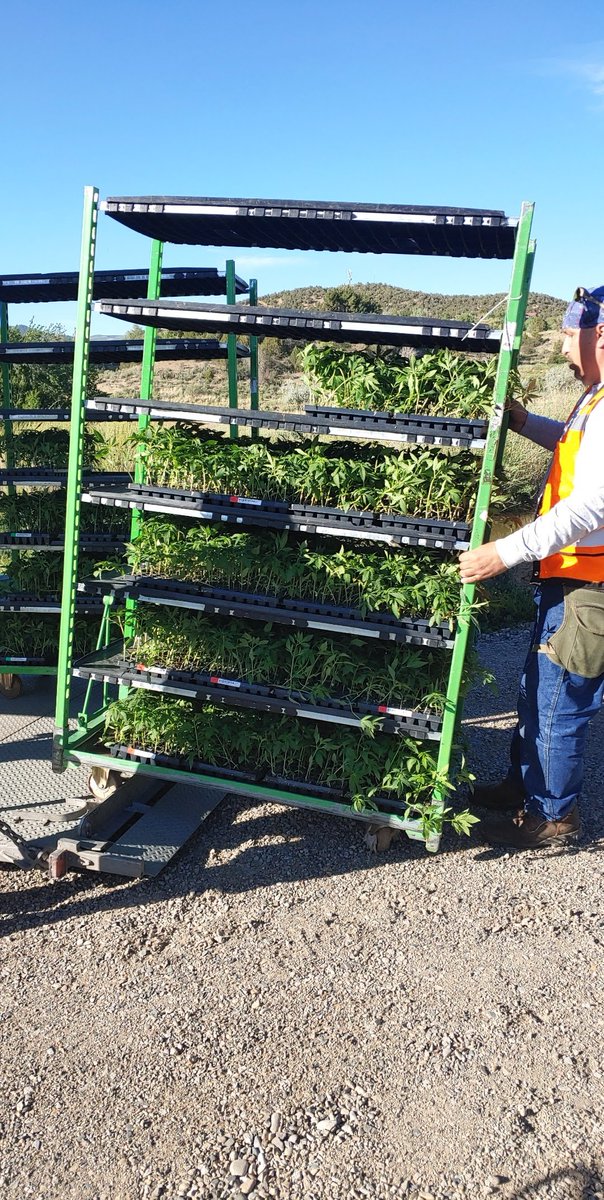 IinaResearch's tweet photo. Shout out to @HGHSeed for delivery of 3,000 seedlings to iina's Healing Hollow Farm today! They are beautiful! Thank you!!! #cbg #hemp #clones #medicalhemp #life #coloradohemp #minnesotahemp https://t.co/S6ycJI3IZw