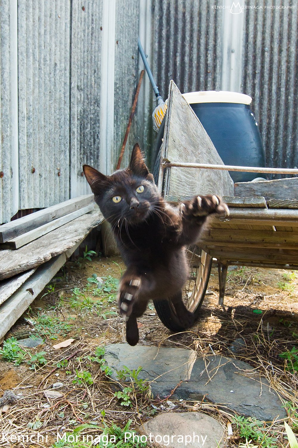 猫写真家 森永健一 むぎゅっとニャ はめ猫 黒猫まみれ特盛号 インスタグラムフォロワー3 2万人 ドラクエ風 クロネコがあらわれた クロネコのこうげき クロネコが爪を出して飛びかかってきた つうこんのいちげき Cat 猫