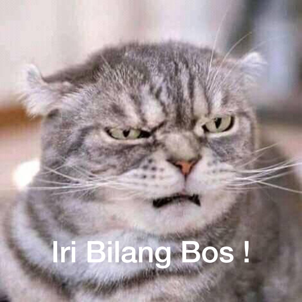 infokosandong's tweet image. KUMPULAN MEME IRI BILANG BOS !
A TREAD