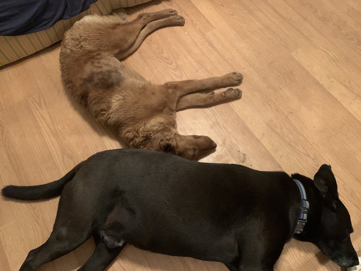 shannonminter5's tweet photo. Albert is everyone’s favorite snuggle bunny. #HeGetsAround https://t.co/cvmUZI6S1Q