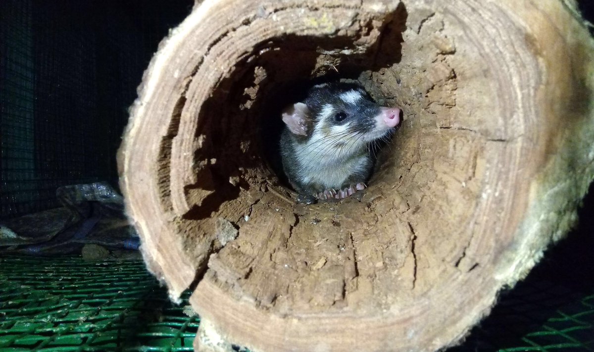 vivek4wild's tweet photo. The Burmese Ferret Badger is one of the least known Indian carnivores. A young badger was found in a house in West Sonitpur #assam. It went #backtowild after 11 days of treatment &care by @wti_org_india & @ifawglobal vets& @Kaziranga staff. @deespeak @susantananda3 @ParveenKaswan https://t.co/BHHIjHxDfv