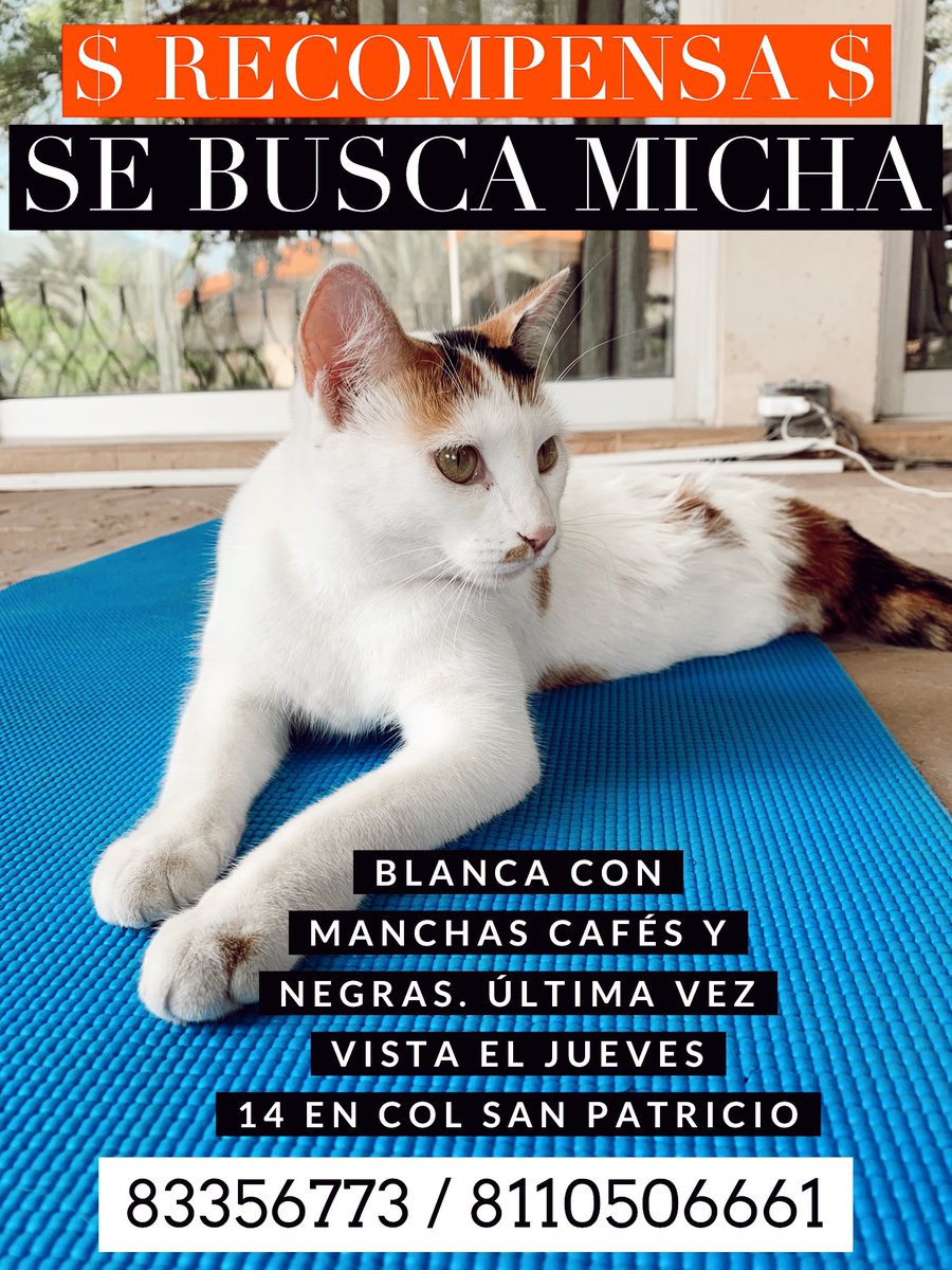 Desesperada nivel pedir esto. Me pudieran ayudar a compartir por favor? Se perdió en San Pedro, Garza Garcia, la queremos muchísimo y estamos muy tristes de no encontrarla... ya van 4 días.. RT, hoy por mi, mañana por tí🙏🏼