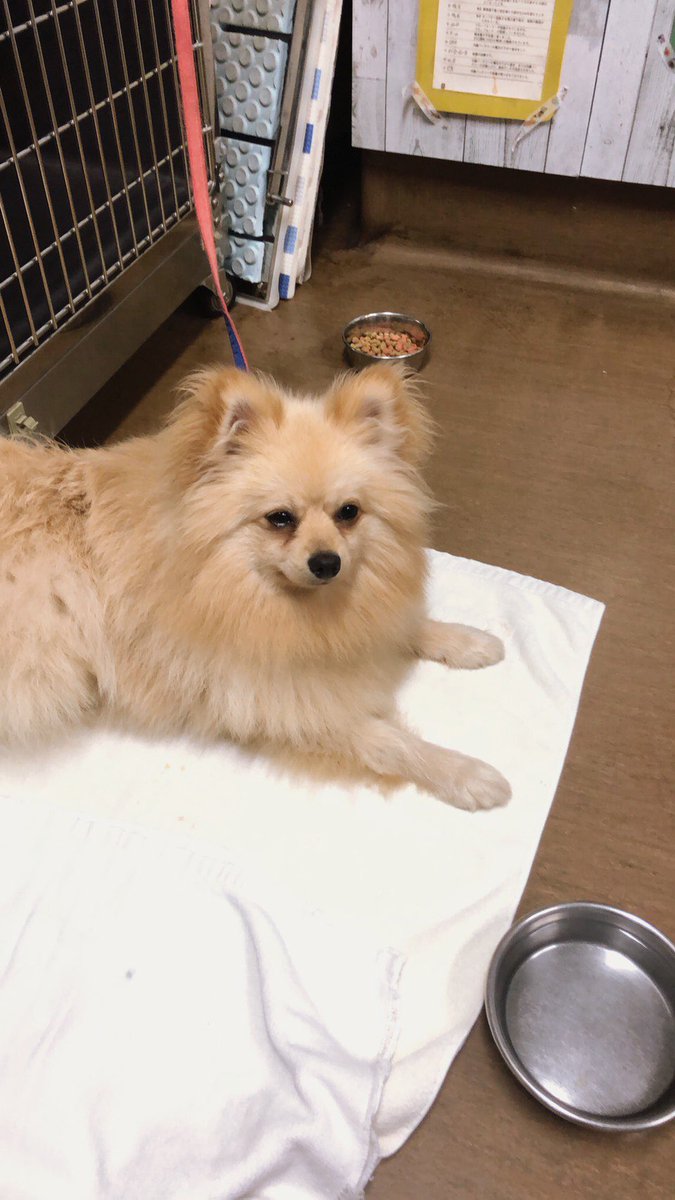 TsukamotoRemi's tweet photo. 助けて下さい😭💦

私がお世話になってる方のわんちゃん🐶のお友達が捨てられてしまい、引取りに行ったら他にも7匹も行き場のない子が居ました。

こんなご時世なので難しいかもですが、誰か知り合いでも引き取れる方居ないですか？？

明日にはみんな保健所に行ってしまうので急いでます💦💦 https://t.co/0qwSZBEd1W