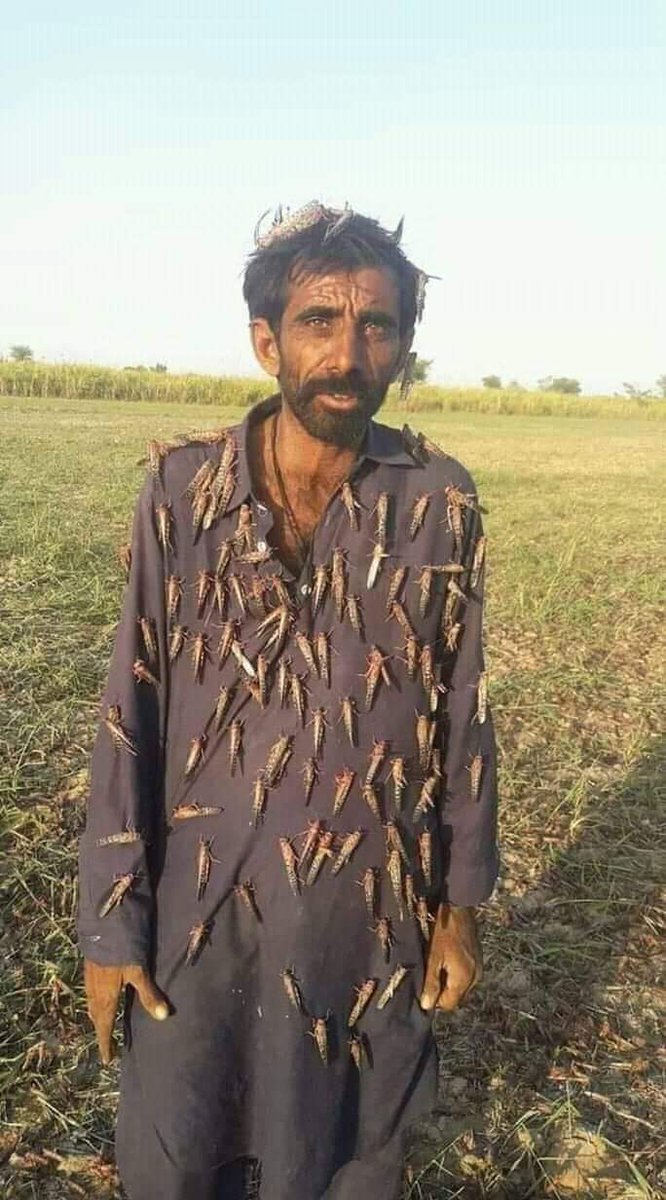 ashokmepani7015's tweet photo. سنڌ ھارين جو وفاقي حڪومت کان اپيل  ماڪڙ لاء جلد کان جلد  اسپري ڪرائي ۽ غريب هارين جي مدد ڪري ماڪڙ خلاف اسپري نه ٿيو ته ملڪ جي معيشت کي تباهي کان ڪير بچائي نه سگهندو...
#SindhGovt  
#savesindhfromlocust https://t.co/1K08DWn4hJ