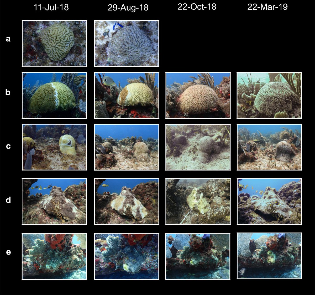 Springer Coral Reefs (@springercore) on Twitter photo New paper published in <a href="/SpringerCORE/">Springer Coral Reefs</a> exploring the effects of Caribbean coral disease in Mexico.
link.springer.com/article/10.100… New paper published in <a href="/SpringerCORE/">Springer Coral Reefs</a> exploring the effects of Caribbean coral disease in Mexico.
link.springer.com/article/10.100…
