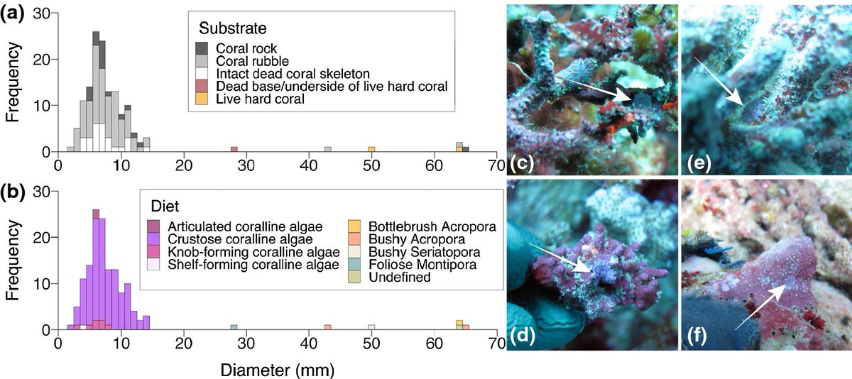 Springer Coral Reefs (@springercore) on Twitter photo New paper published in <a href="/SpringerCORE/">Springer Coral Reefs</a> documenting habitat associations of settlement stage crown-of-thorns starfish on #GreatBarrierReef
link.springer.com/article/10.100… New paper published in <a href="/SpringerCORE/">Springer Coral Reefs</a> documenting habitat associations of settlement stage crown-of-thorns starfish on #GreatBarrierReef
link.springer.com/article/10.100…