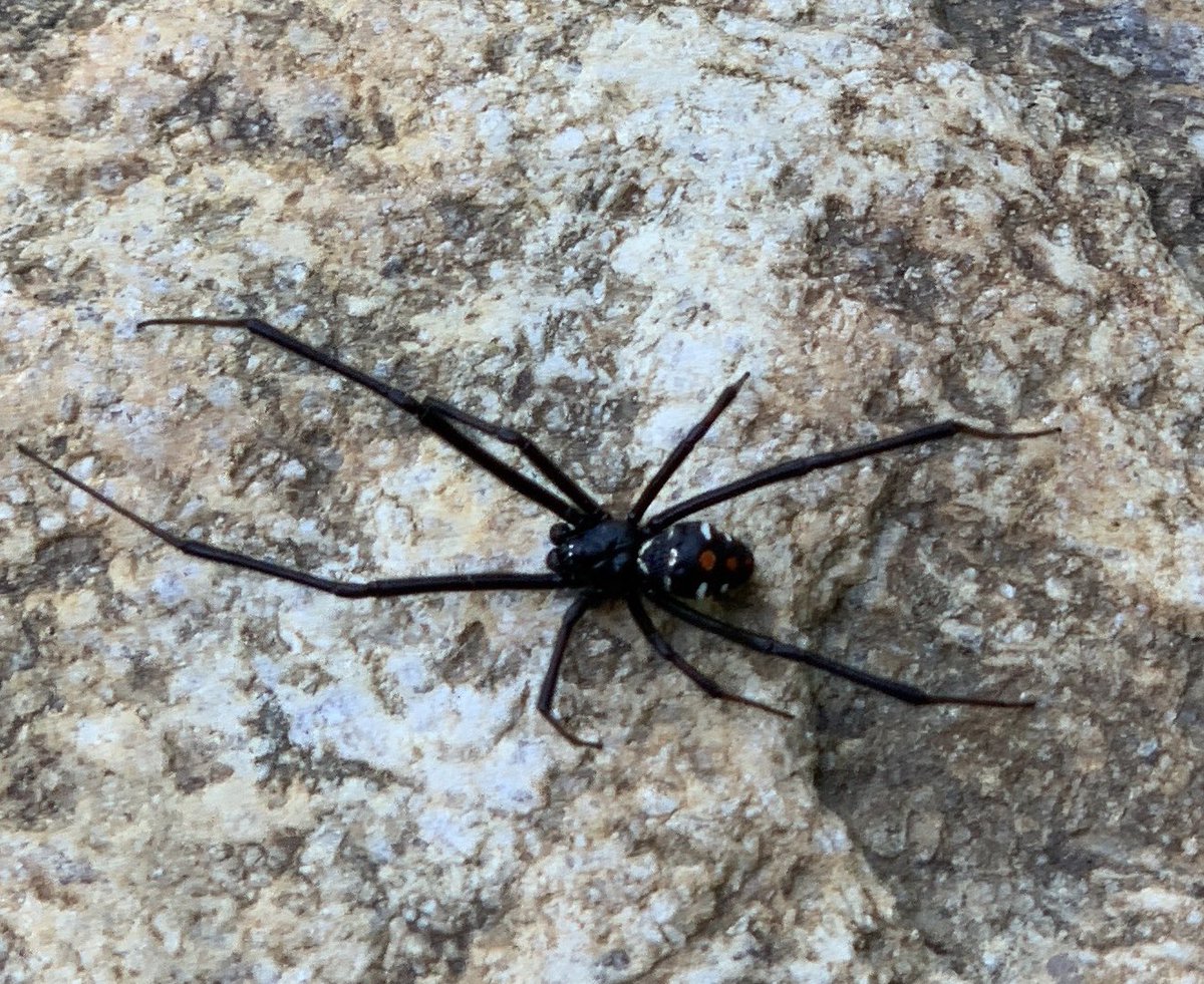 baronleza's tweet photo. Science tweeter, can you ID this spider? Found next to a creek in the mountains of NC for context. Thanks!
#spiderID #sciencetwitter https://t.co/znnvxt98Of