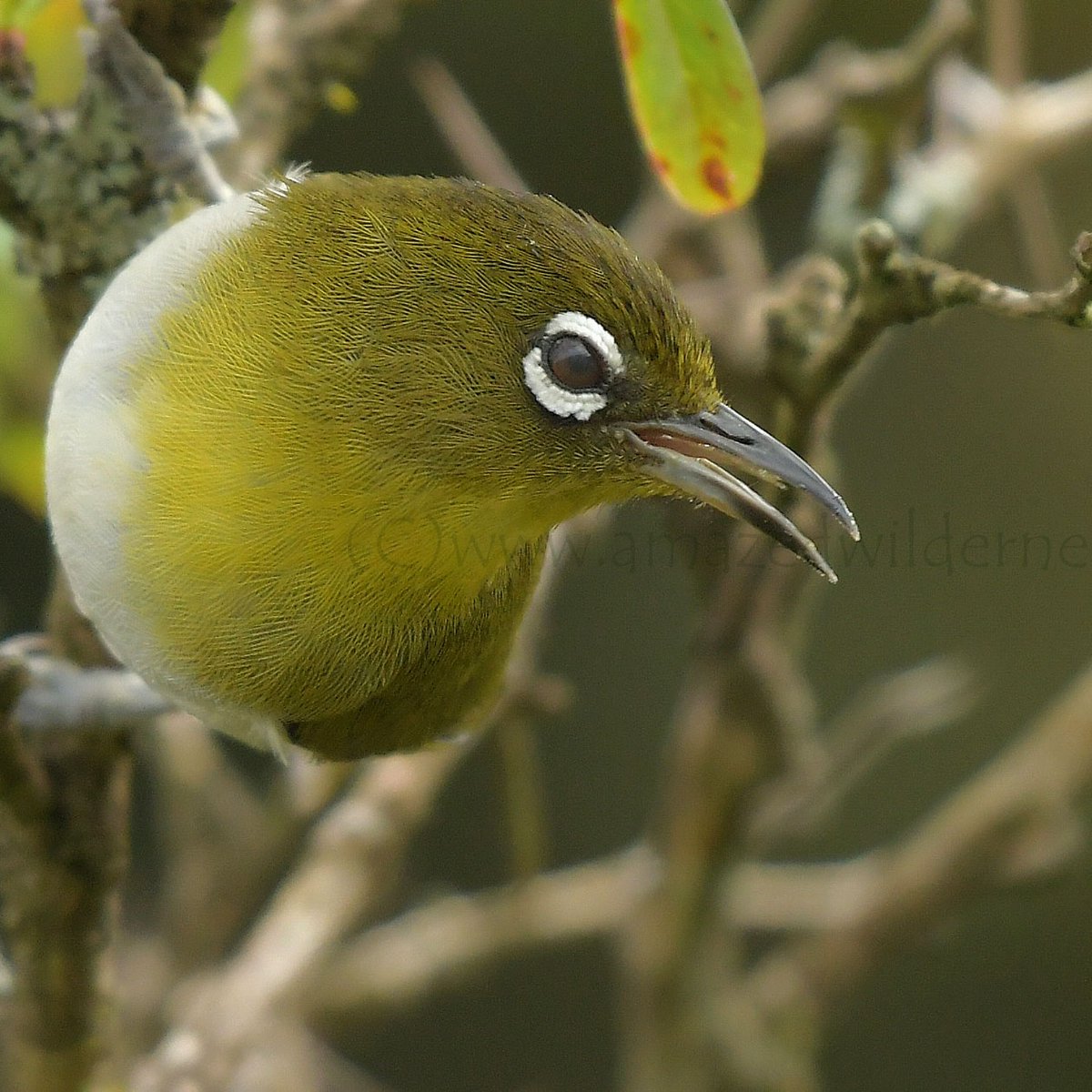 AmazeWilderness's tweet photo. SL White Eye...
#NewProfilePic #birding #birdwatching
#wild #wilderness #amazingwild #wildbeuty #animals #nature #photography #conservation #wildlifesanctuary #wildlife
#birding #birds #birdphotography #asianbirds #BirdTwitte 🐦 https://t.co/QWpiR0e6N8