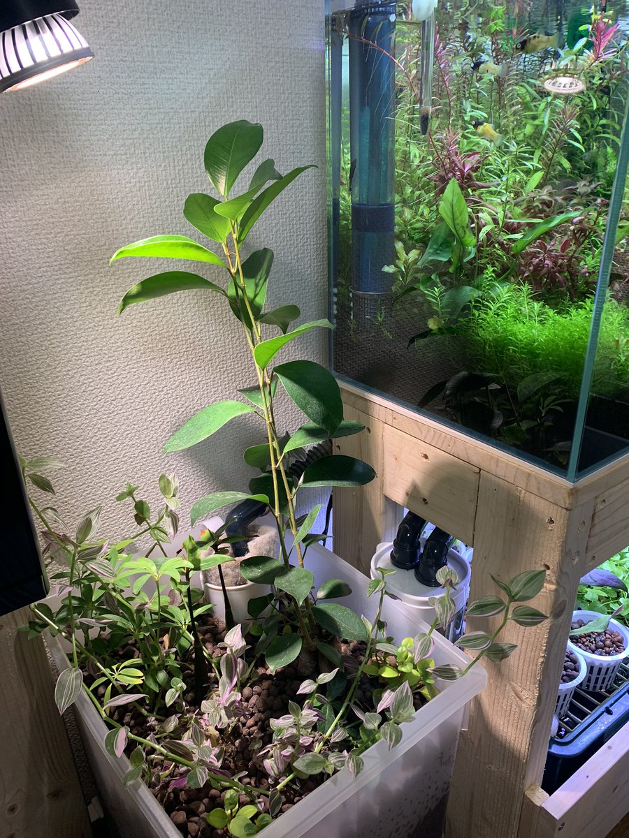 Rota Twitterren 寄せ植えのトラディスカンチア 紫 がもさってきたので 別のポットに植え替えねば ポトスは既に引っ越し済み 左は植えたばかり頃の写真 アイビー ポトス ガジュマル トラディスカンチアは室内水耕 完全放置でもすぐデカくなる事が分かった