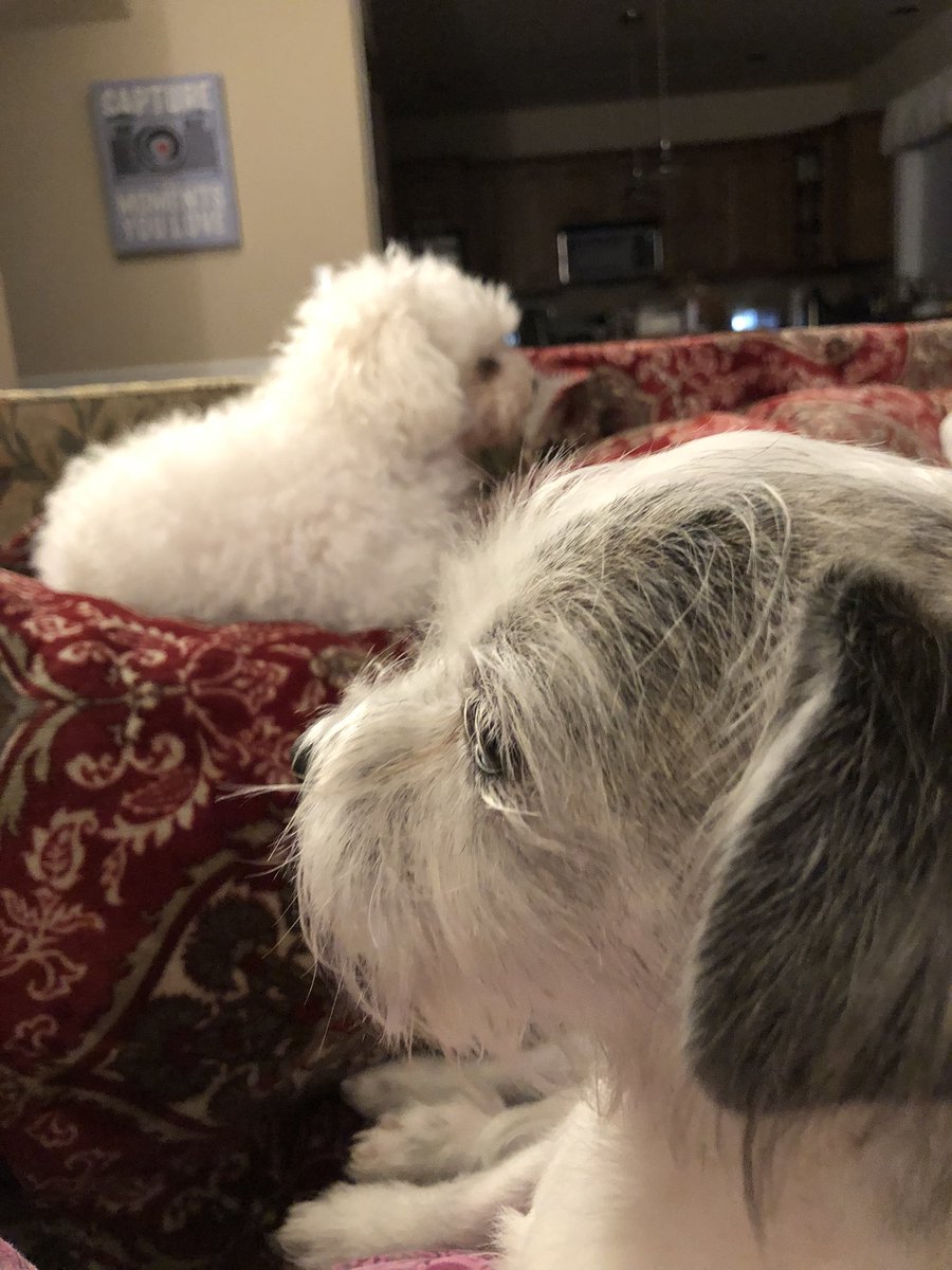 ShanzDev's tweet photo. You take the high road
I’ll take the low road.
.... dogs singing #DTAD
#ShanzHumor fact 😂✌️💕✌️ https://t.co/vV44cUXlJz