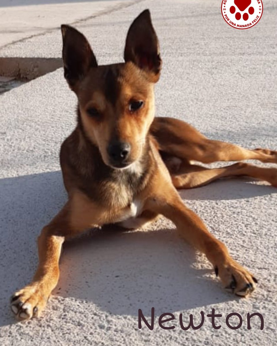 ManadaFelizCS's tweet photo. NEWTON EN ADOPCIÓN
Chiquitín, jovencito, gracioso y buenisimo.
Así es Newton. Un amor que sigue esperando su oportunidad en casa de Alexandra y familia. Rescatado de la perrera.
Se lleva bien con perros, gatos, convive con niños.
Newton es increíble. Dale una oportunidad. https://t.co/bFyv5IvBn7