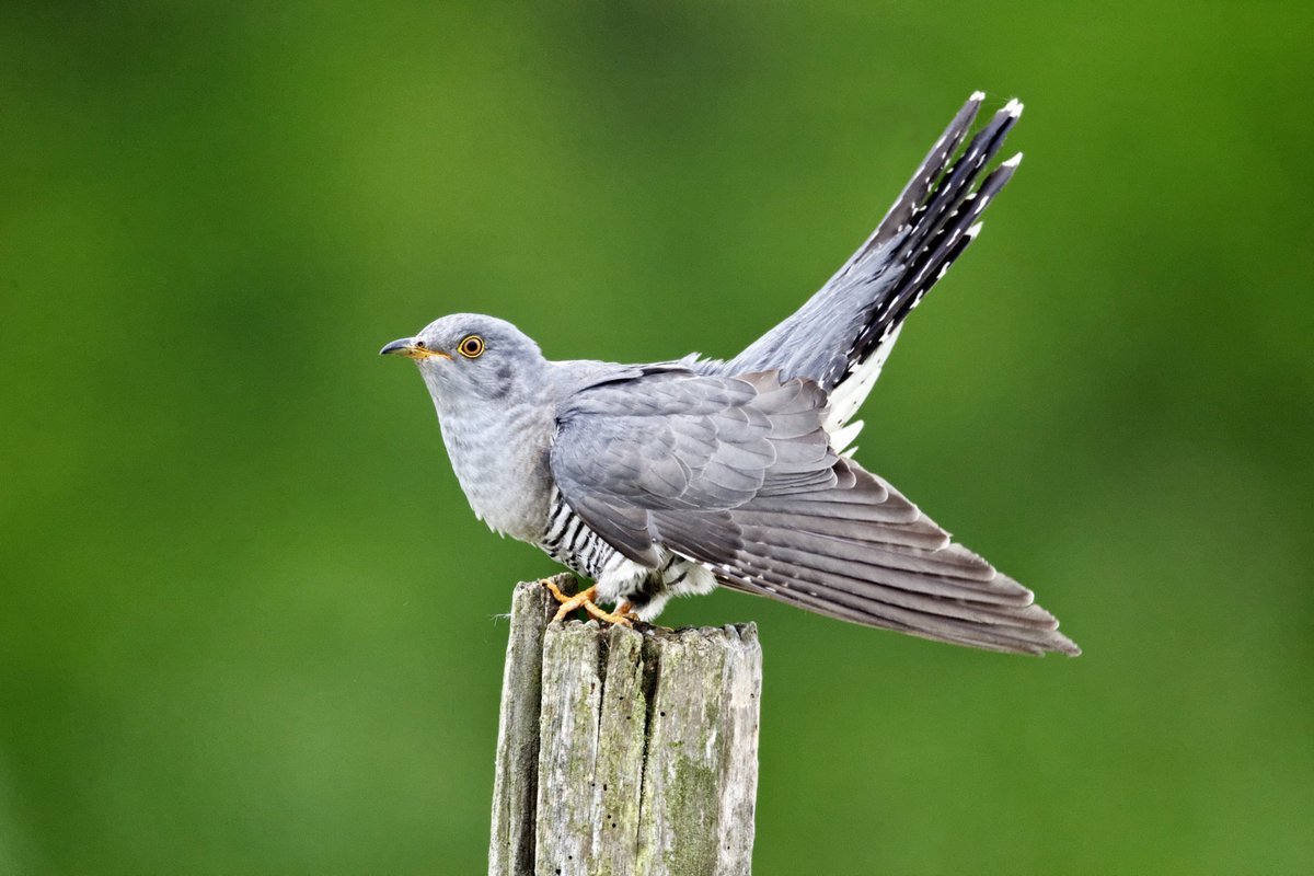 "The cuckoo is the bird of present joys. He is always about when one is doing pleasant things. When the sun hides behind clouds, he sings softly to himself. Then 'cuckoo!' he says, and you may be sure that everything is warm and bright again."~A.A.Milne #MentalHealthAwarenessWeek