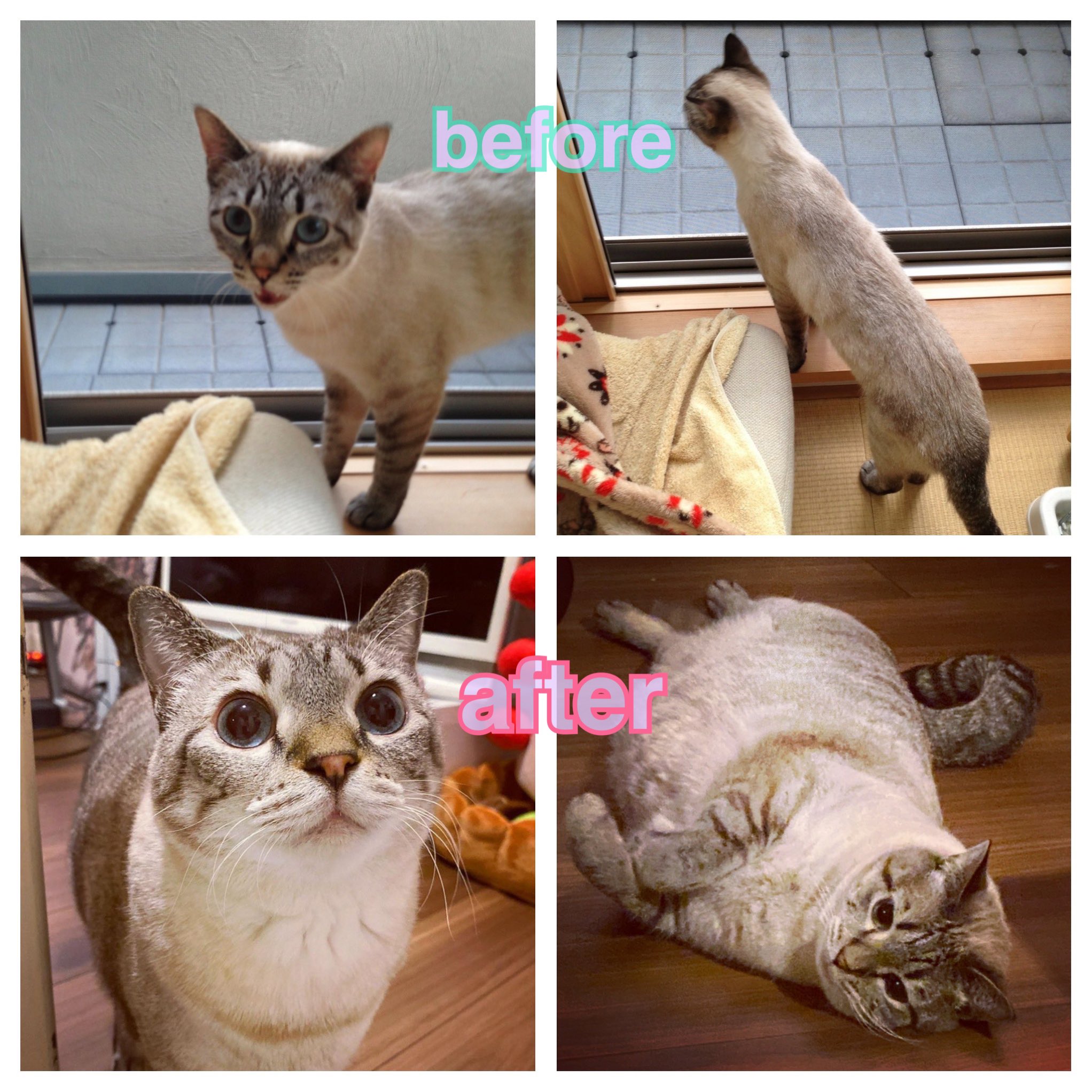 横槍メンゴ‎🐰🎀 on X:  