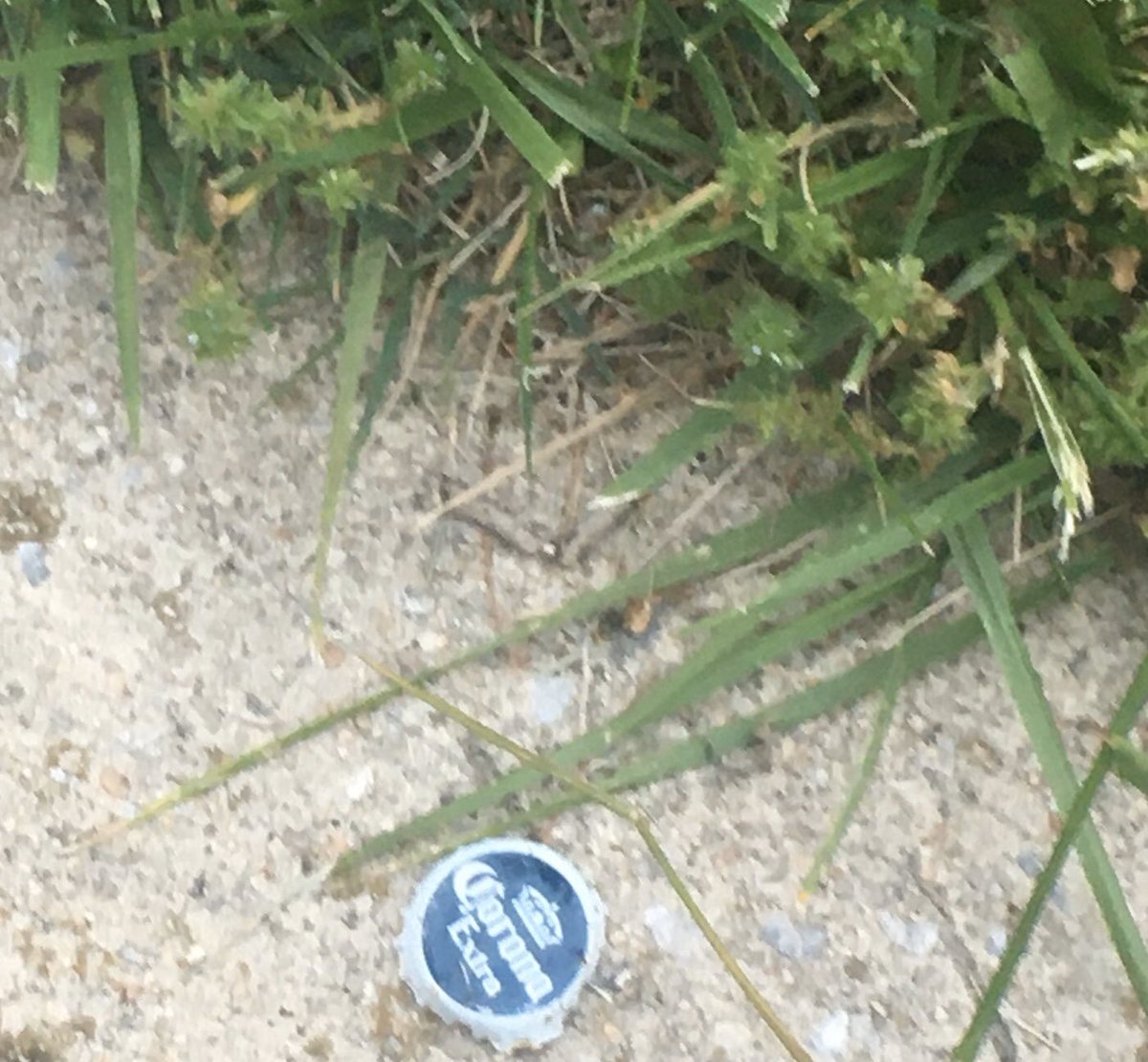twomooks's tweet photo. My walks have taken new meaning since mid-March. This bottle cap gets me every time. It’s been in the same spot for months. It seems resistant to rain, footsteps, & wind. Maybe when it disappears it will be a good sign for what’s to come. #CoronaBottleCap #WalkThoughts #hope https://t.co/8u2H2VGXwH