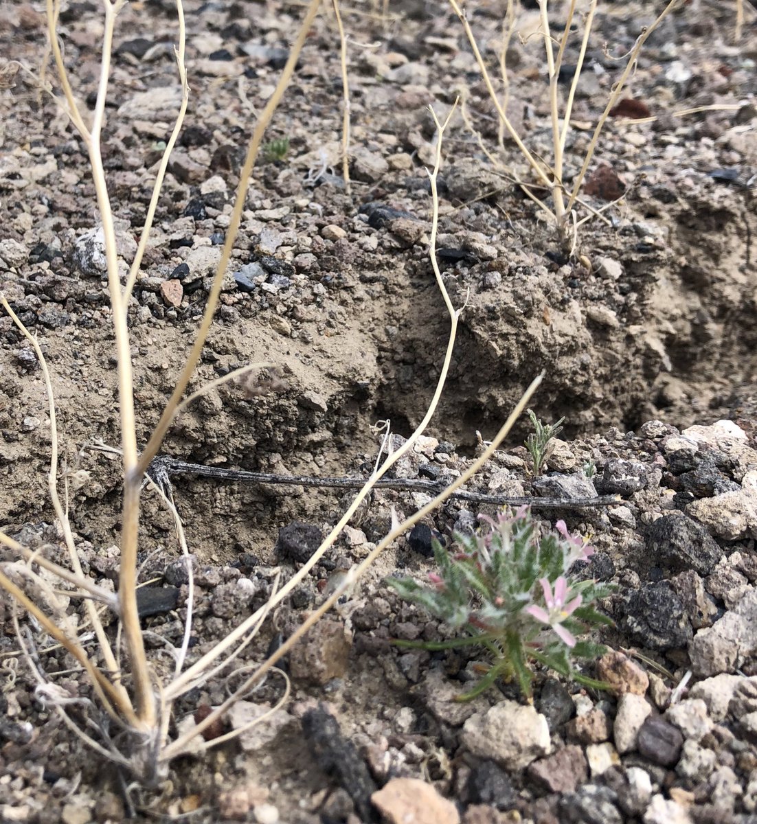 Dispatches from the field! 1/n:MASSIVE surface rupture here on the order of 2 cm vertical separation. ENORMOUS wildflowers for scale.