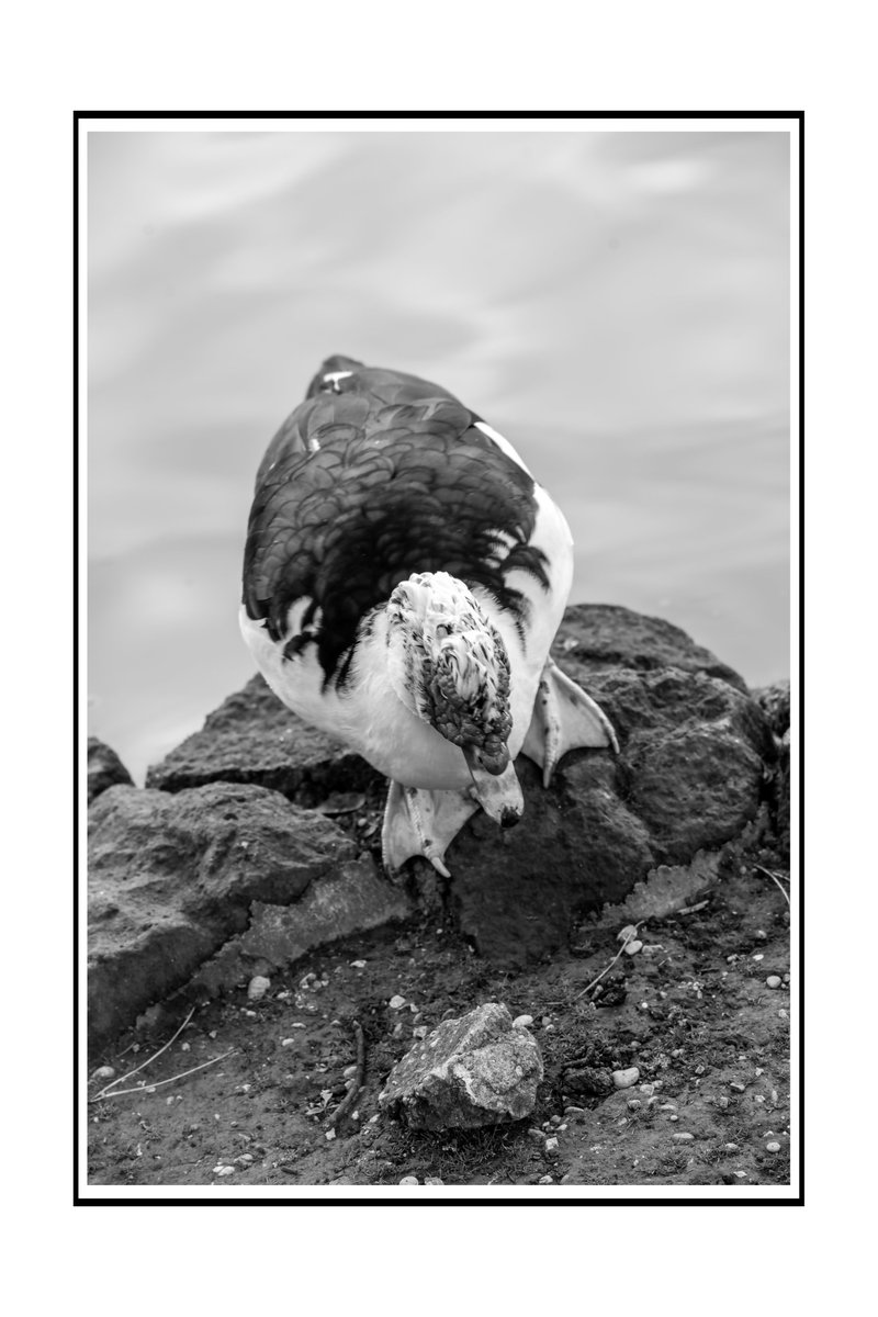 FotograficoBlue's tweet photo. ducks in bourgeois villa in black and white #portrait #portraitphotography #nature #springe #springbreack #summer #travel #travelphotography #travelblogger #Rome #italy https://t.co/rBNZxyKTm3