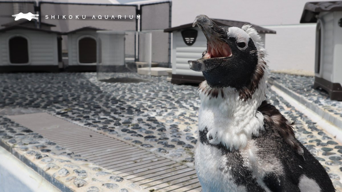 四国水族館 公式 ちょっとファンキーになっております 休館中の四国水族館 休園中の動物園水族館