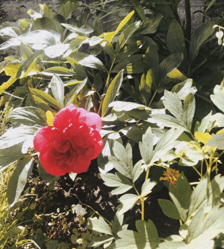 chloehalluk's tweet photo. Loving seeing everything come up in the garden whilst we are in lockdown 🌸 https://t.co/XQDClCj7fy