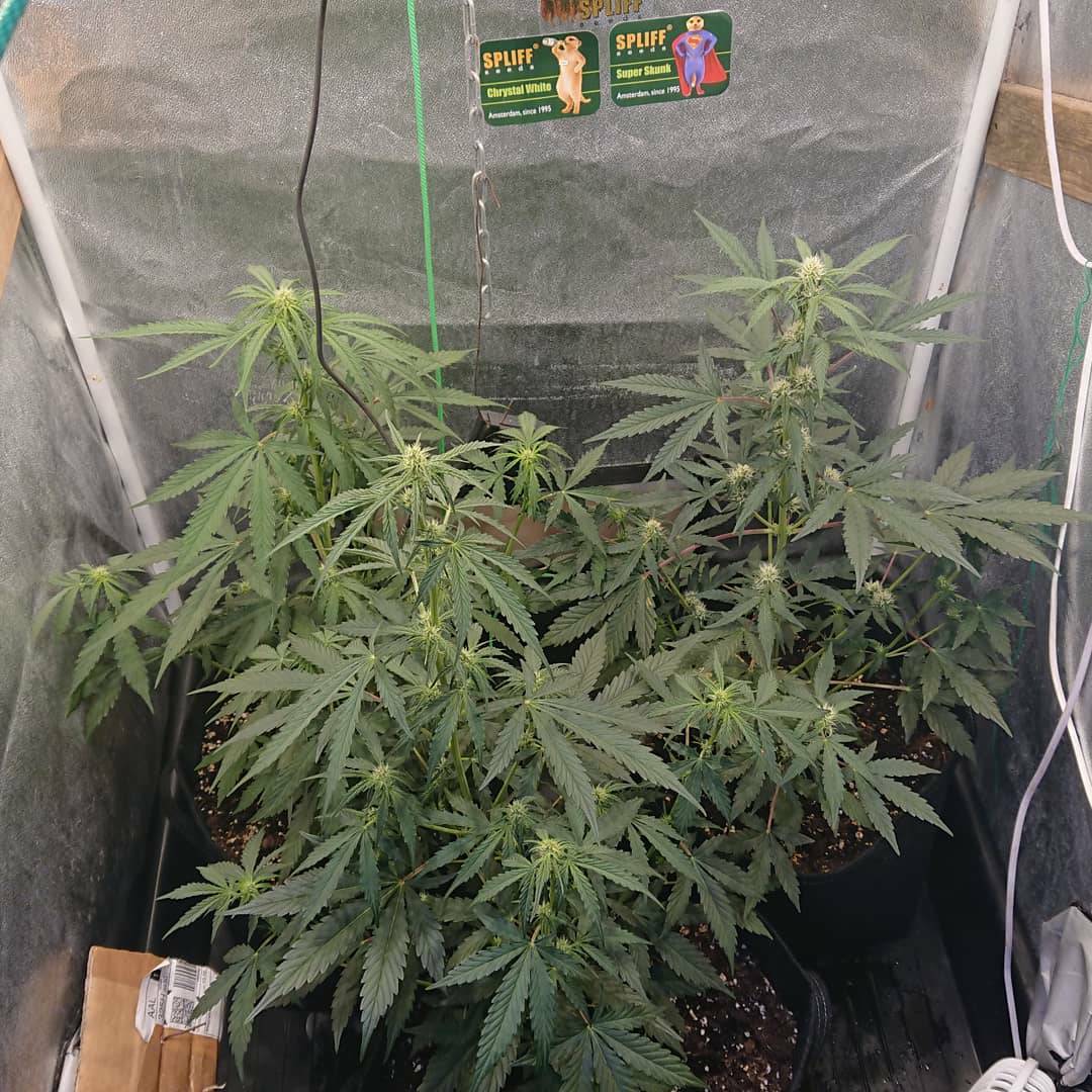 spliffseeds's tweet photo. Spliff seeds Ak autos. Day 33 from seed. Under 6 cri 3070s + extra deep red. By growsausage
https://t.co/pwBB9IAKTe
#spliffseeds #akautomatic https://t.co/dYEW5FIG4B