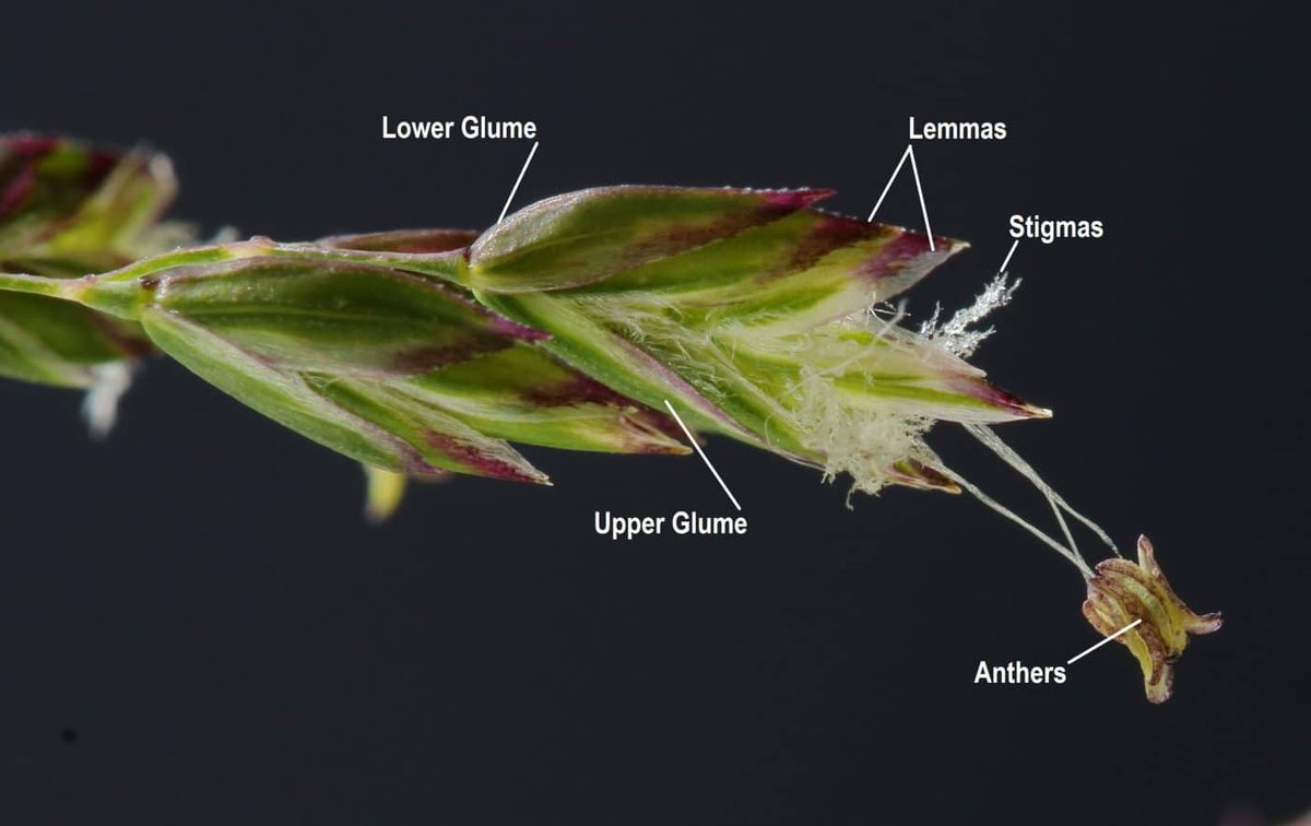 When a glume has 3 veins, you can see a vein clearly in sideways view. David Haines’ beautiful close-up of Poa humilis spikelets shows its equal glumes with their 3 veins and acuminate tips.