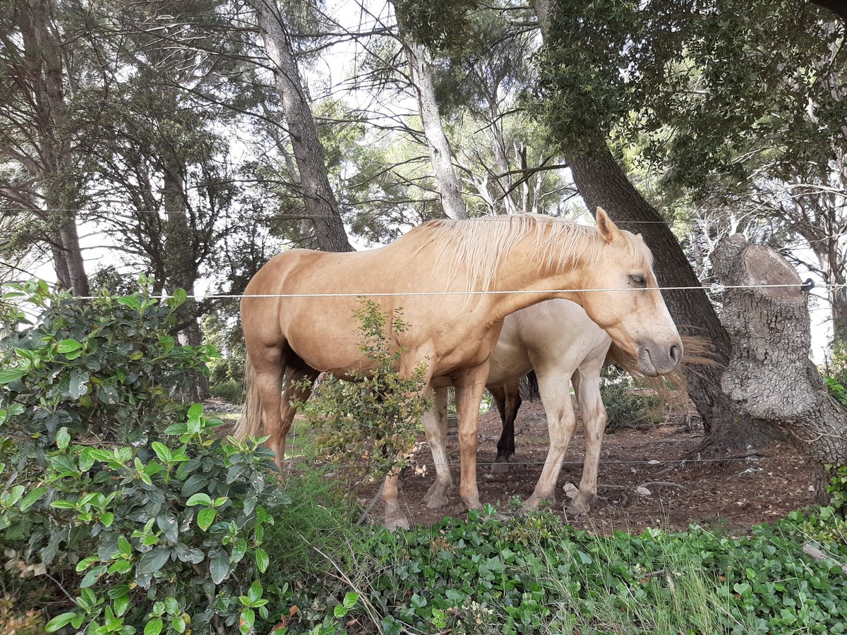 DPierreBlanche's tweet photo. During our walks we spotted this lovely fellas. They were just chilling. We love horses and having a horse ride in the Alpilles is definitely an experience people never forget. :). #Horses #horseride #alpilles #jevisitelesalpilles #provence https://t.co/vpbQnyGqWC