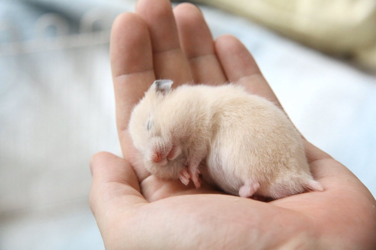 平 ハムスター キンクマの赤ちゃんは最高に可愛い ハムスター キンクマ