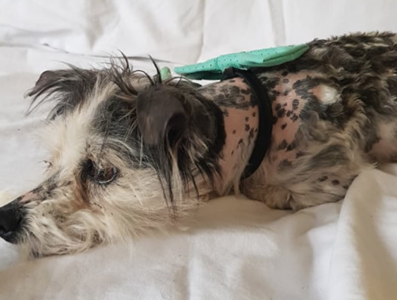 yaycork's tweet photo. This horribly neglected dog made a miraculous recovery during lockdown https://t.co/8DUJaRFiSz https://t.co/amFwFsEv4T