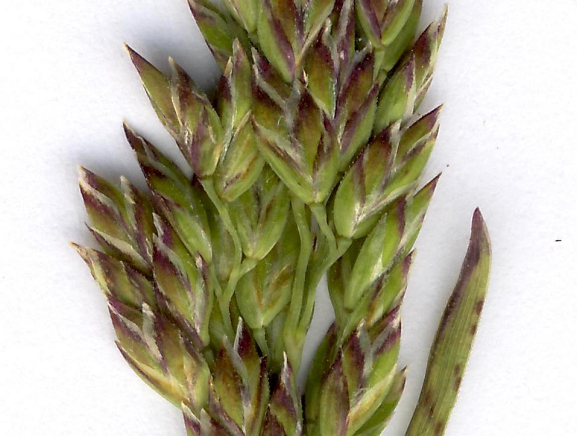 Poa humilis (left) has both glumes roughly the same length, both with 3 veins (not 1 on the lower glume), and acuminate tips. Poa pratensis (right) has unequal glumes with acute tips.  The smaller, lower glume has no vein visible on its side, which means it has 1 (not 3) veins