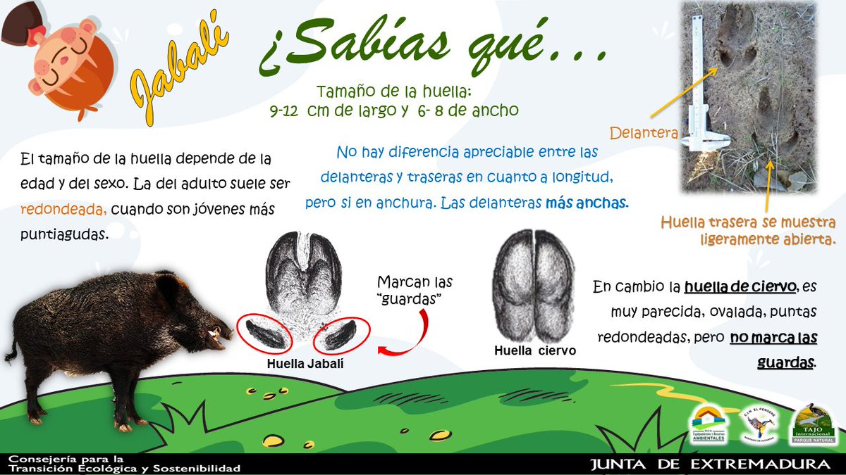 CI_TajoInternac's tweet photo. ¡Exacto!
La huella que os propusimos ayer corresponde con una huella de jabalí.
¿Cómo identificarla?
Aquí os dejamos algunos detalles en los que os debéis de fijar para saber diferenciarlas.
#retohuellas 
@Junta_Ecologica https://t.co/KkcfbKa0NB