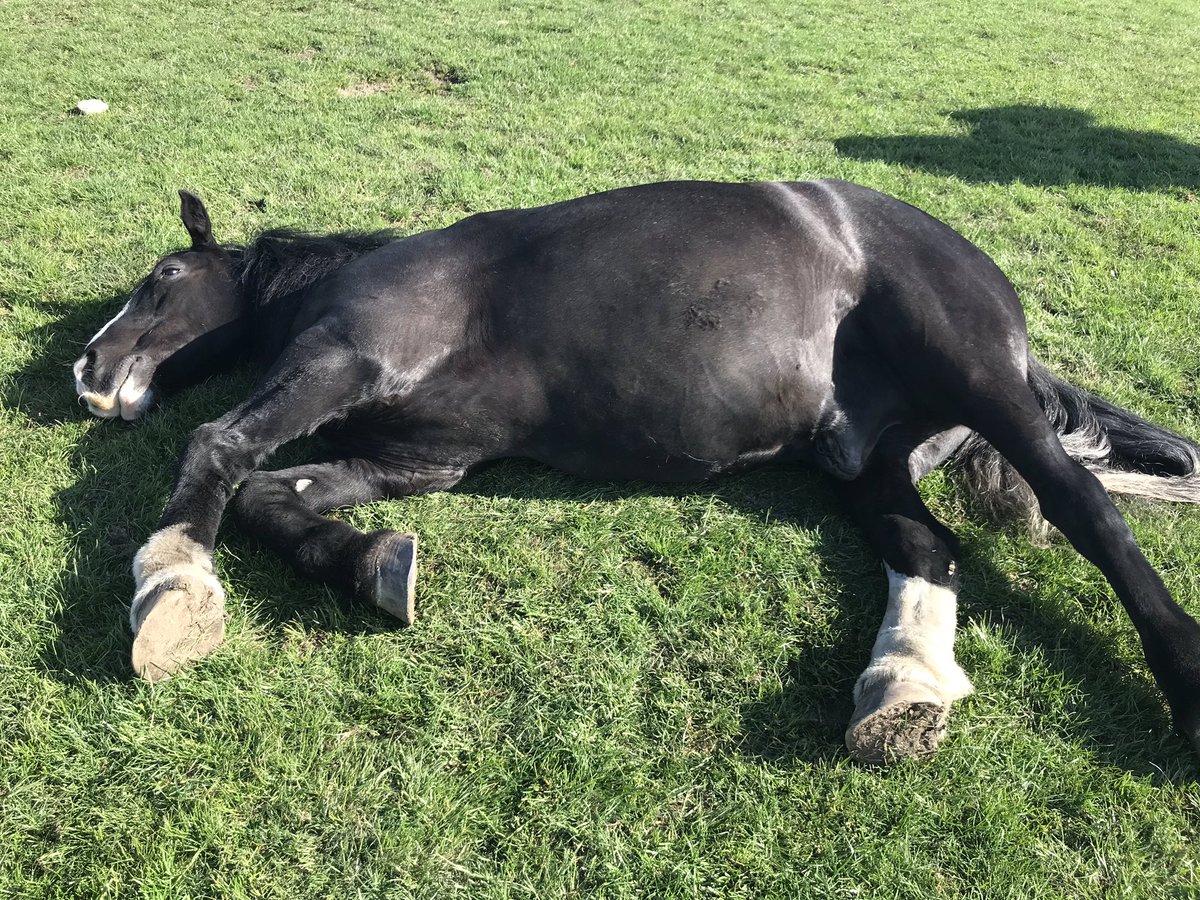 Hello my friends! Hope you are all well and all your family! As you can see here I couldn’t be bothered to do anything, mummy was stroking my ears and it made me sleepy🙈I’m a little bit foot sore at the minute because the ground is so hard, but superwoman mummy has treated it!❣️