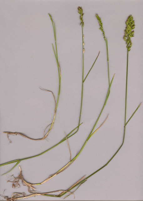 The clincher is that P. compressa has lots of nodes (4-6 up to 9) while the others have fewer (2-4). Sod’s Law says your specimen will have 4 nodes. If so, look for lack of straightness: P. compressa is slightly bent at each node.