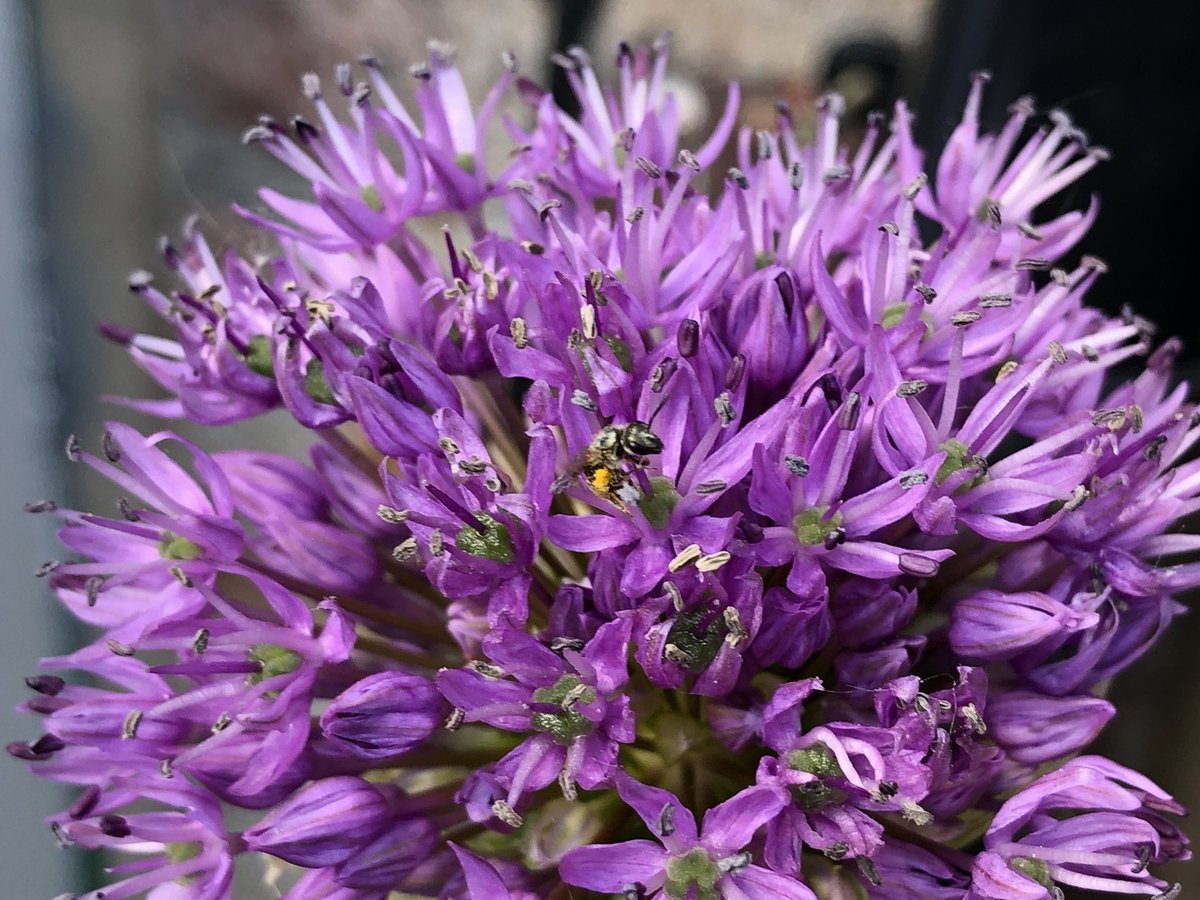 #solitarybeehour I can’t tell how much solitary bees just love alliums! #solitarybees