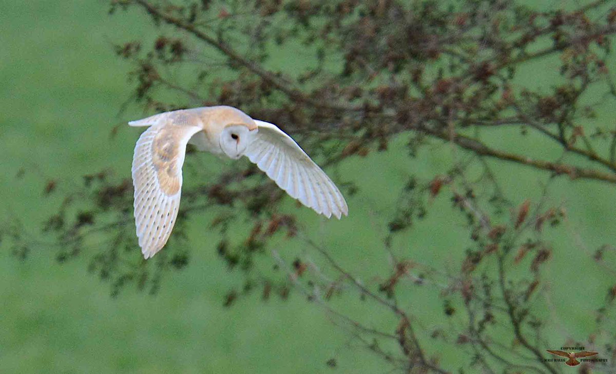#Barn #Owl......#Nature #birds #wildlife #TwitterNatureCommunity #WildlifePhotography #birdwatching #NaturePhotography #birding