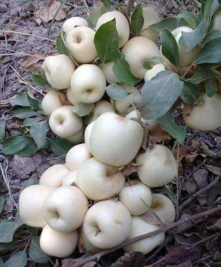 NarenderKumarbk's tweet photo. कया आपने कभी  सफेद और काले सेब  देखें हैं नहीं देखे तो देखलो बादमे मत कहना कि दुनिया में हमने कुछ नहीं देखा #Marvelsofnature. https://t.co/rrXSvinzqh