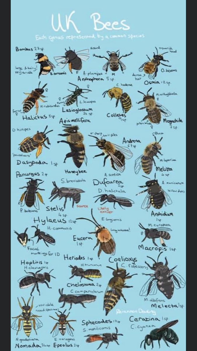 Nibbs loves this bee identity graphic by the very talented @Rhiptera 🐝last Solitary bee hour <a href="/Ecoentogeek/">Rory Dimond 🌼🪰🌼🐝🌼🦟</a> did a fantastic graphic too 🤗

How many bees can you spot in your garden or going out for walks with your family 💕

#solitarybees #beeID #solitarybees