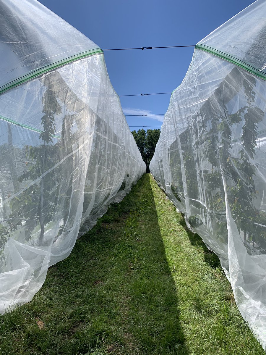 pasquereaubapt1's tweet image. Filet monorang ALT droso/ pluie  système FILPACK #filpack #antipluie #cerise #drosophile #filpackprotection #Loiret