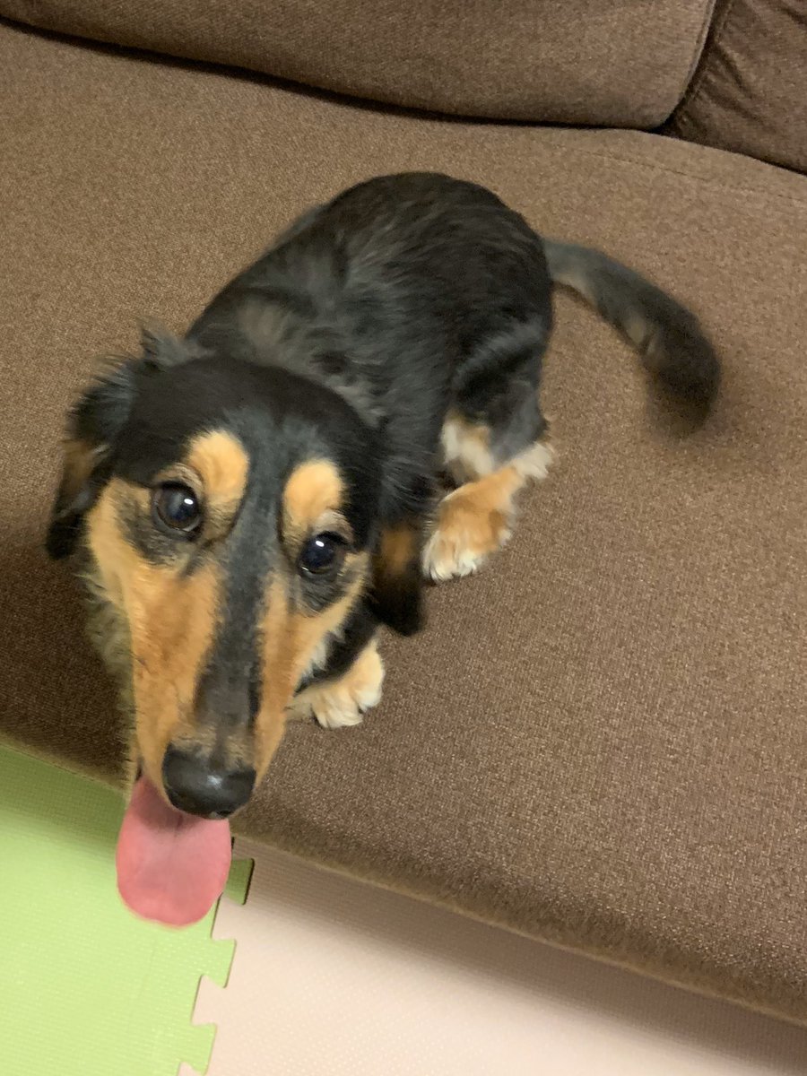 見たら笑顔になる画像 Twitter Search