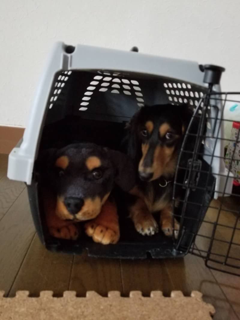 見たら笑顔になる画像 Twitter Search