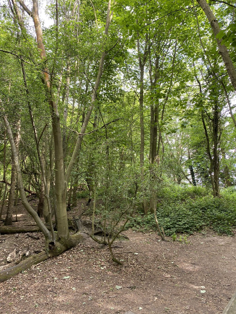 Dr Carly Wood tweet media