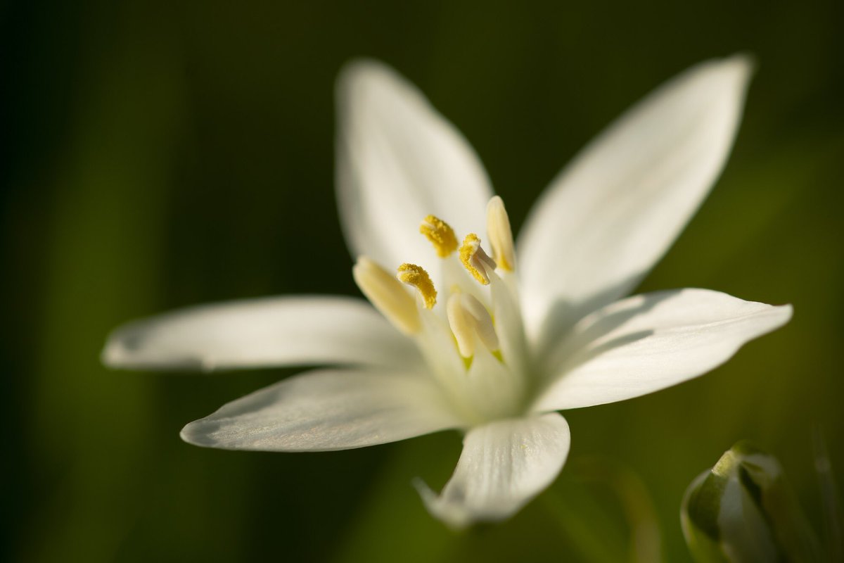 WarwickSloss's tweet photo. Star of Bethlehem has many colloquial names, the most amusing of which is โsleepydickโ.
#nature #wildlife #wildflowers #plants #garden #spring #starofbethlehem #sleepydick #macro #nikon #springwatch #garden #lockdown #boredshitless https://t.co/KoekQ9dBBQ