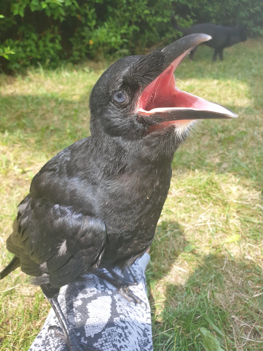 Morrigan_Wolfe's tweet image. Tomorrow I am taking Eric to a corvid sanctuary called Corvid Dawn. 

The urge to keep him and love him is strong as he is an amazing rook. But he is  better off with his own. I shall cry. 
#EricTheRook #rook #corvidsoftwitter #corvid #rescue #wildlife #wildliferescue #wildbirds