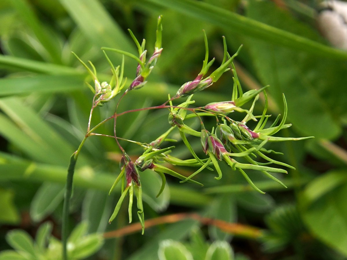 The other species of Poa are much rarer, often high-altitude plants. The most distinctive of these have proliferating spikelets (viviparous) like P. alpina.