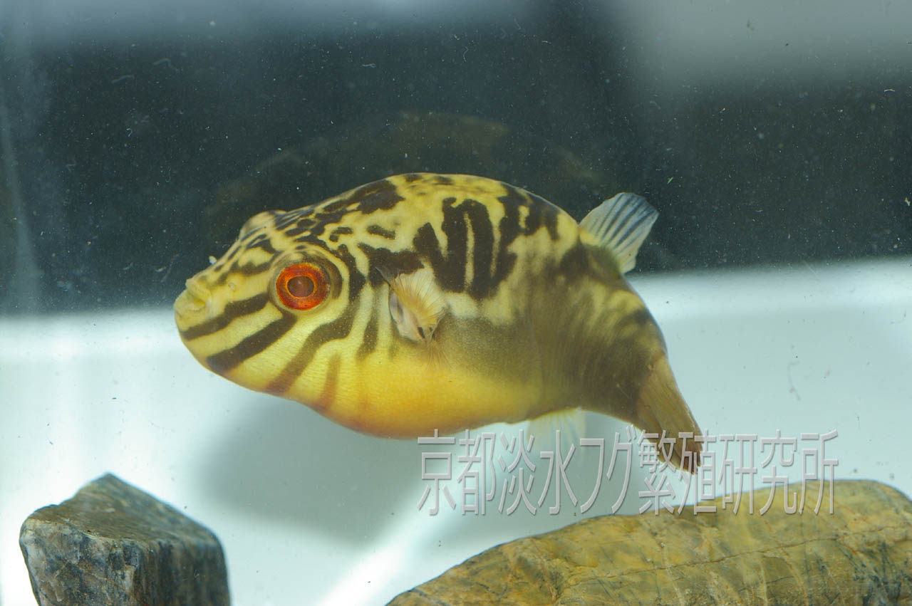 京都淡水フグ研究所 Nakamura Sugita 通常は虎柄の綺麗な淡水フグです 繁殖行動のときには真っ黒になって 背中と腹の皮を上下に伸ばしています T Co Os5e8fqygt Twitter