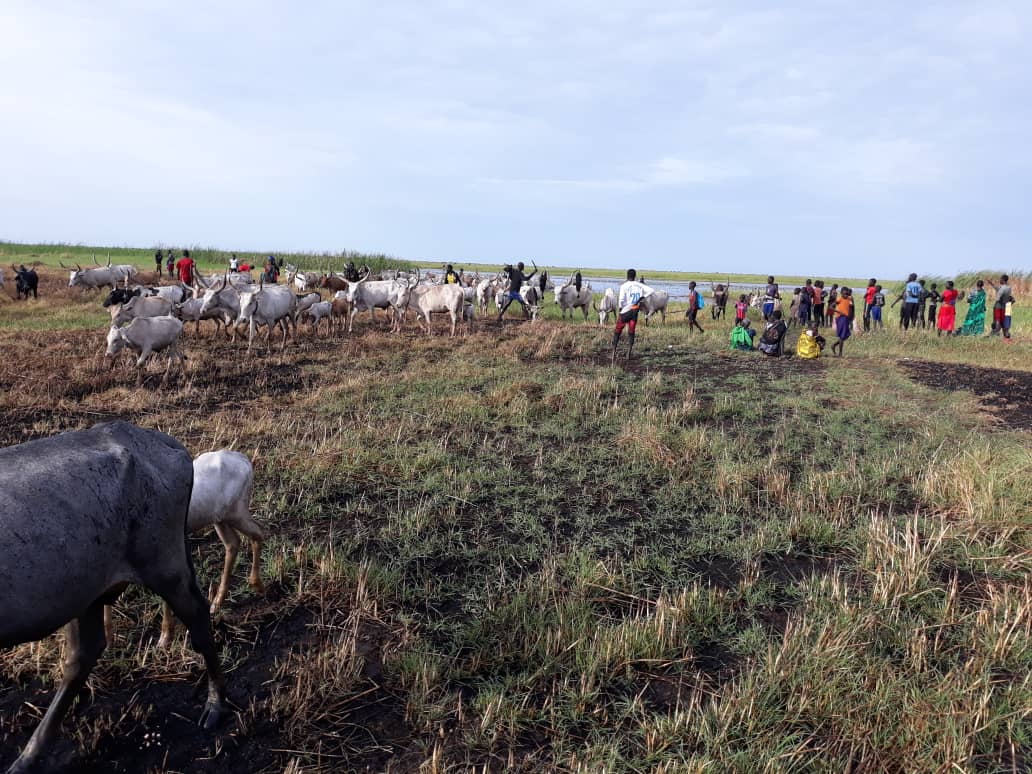 HopeRestoratio3's tweet photo. Photos taken While #HopeRestoration staff members Registering Returnees & internally Displaced Persons #IDP's Back Home from #Panyijar to #Mayendit as seen in photos with their #HardsofCattle https://t.co/B4jPd774tc