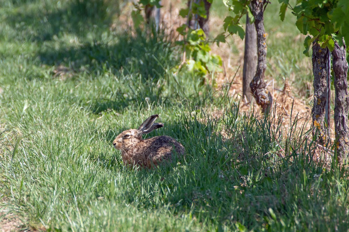 Hasen hatte ich auch schon länger keine mehr gesehen. #Natur #Fotografie #wildlife #hare