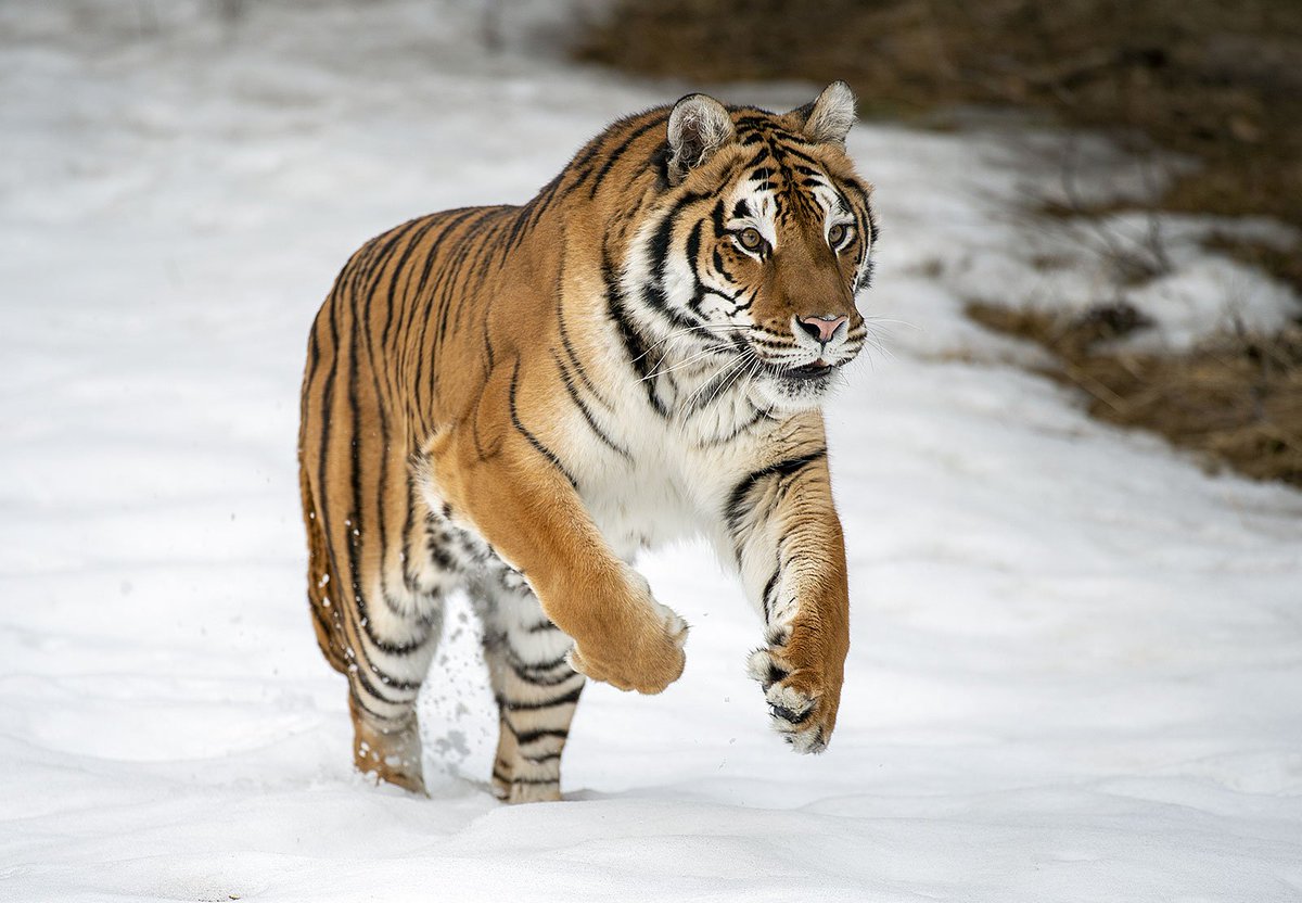Saejima Taiga : Siberian Tiger- It's in his name lol- Largest of the big cats- Incredibly good hunters- Solitary but can be social- Can survive harsh cold weather