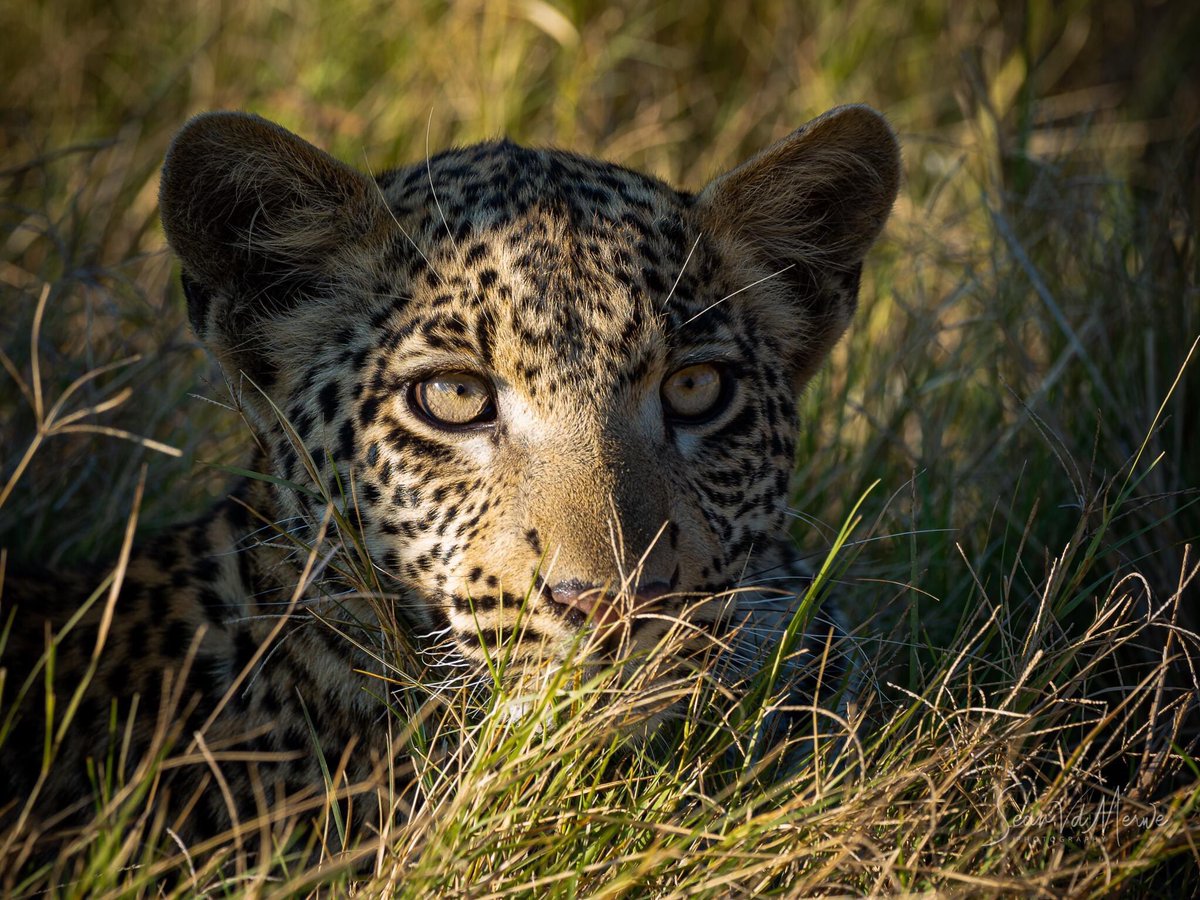 WeAreWilderness's tweet photo. A young leopard explores his surroundings as his mother (Marathodi) is out hunting. He was seen around Baobab Bob this morning.
Images by Sean Van Der Merwe
#Olympus #Mombo #Omdinspired #Zuiko #thisisbotswana #deltacats #wearewilderness https://t.co/pvocij6Fzv
